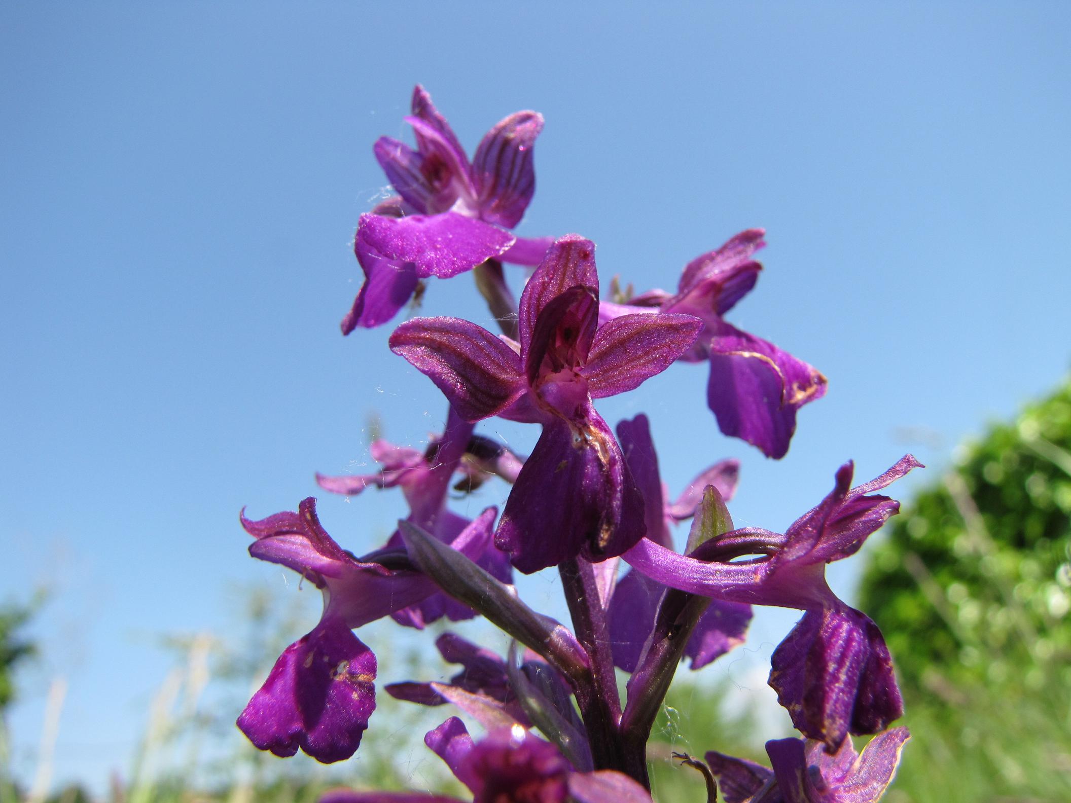 Orchis x  (laxiflora x morio)